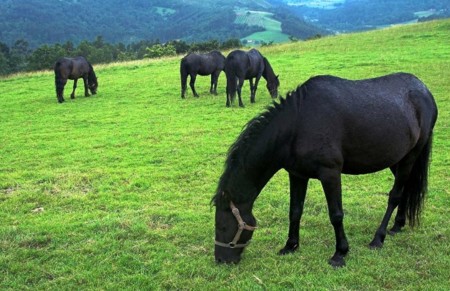 Asturcones Buscar Con Google