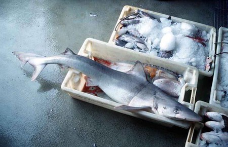 Lonja De Conil De La Frontera 1998 Foto A M Arias