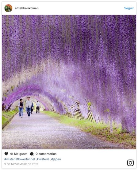 Pasear Glicinia