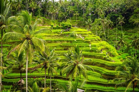 Este arroz transgénico no solo combatirá el hambre sino el cambio climático