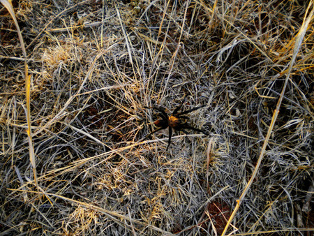 tarantura en palo duro