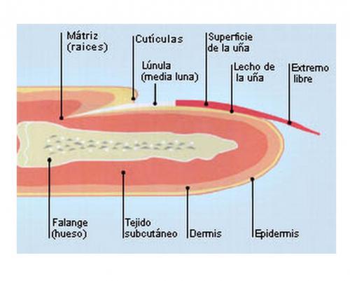 Foto-radiografía de una uña y sus distintas partes
