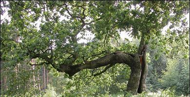 Estamos perdiendo el bosque de Sherwood
