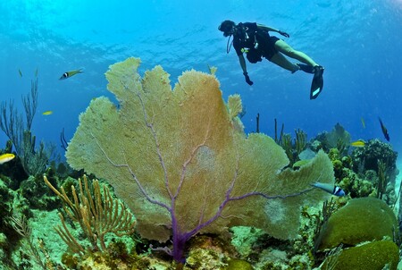 Practicar submarinismo en Centroamérica: estos son los mejores lugares