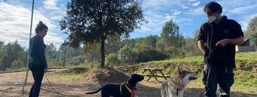 Tengo mucho más trabajo como educador de perros tras el coronavirus. También he confirmado que mucha gente solo me llama cuando ya es tarde