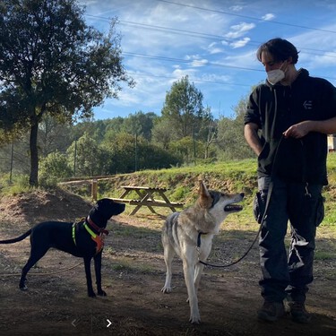 Tengo mucho más trabajo como educador de perros tras el coronavirus. También he confirmado que mucha gente solo me llama cuando ya es tarde
