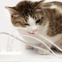 La solución para ordenar cables y cargadores es muy barata y no requiere instalación