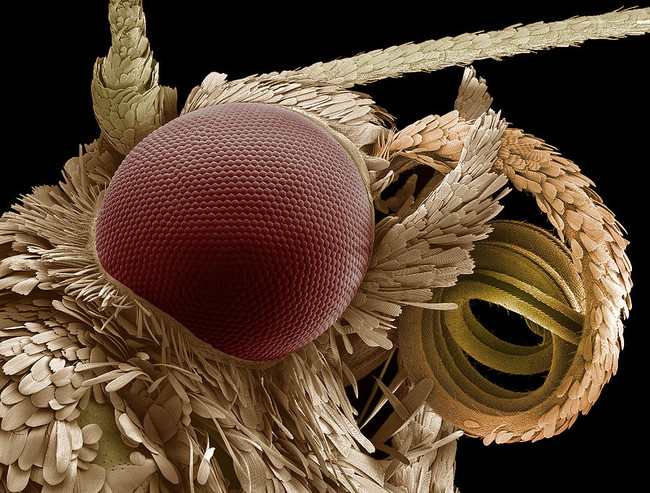 Moth Eye And Proboscis Sem Steve Gschmeissner