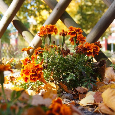 Aldi lanza el 14 de octubre las plantas más alegres para dar color a terrazas y jardines en otoño: todas por menos de 2 euros 