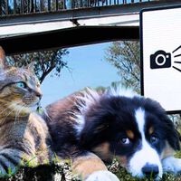 Una sanción de fotocívicas tiene desenlace feliz: puedes elegir cuidar perros y gatos para recuperar puntos de la licencia