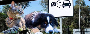 Una sanción de fotocívicas tiene desenlace feliz: puedes elegir cuidar perros y gatos para recuperar puntos de la licencia