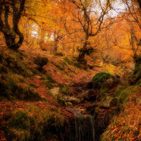 Este bosque de hayas único en España es mágico. Lo confirman las reseñas de Google 