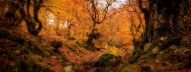 Este bosque de hayas único en España es mágico. Lo confirman las reseñas de Google 
