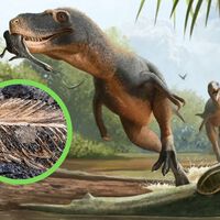 Una pluma encontrada en heces fosilizadas podría ser la clave que explique cómo una criatura sobrevivió al meteorito 