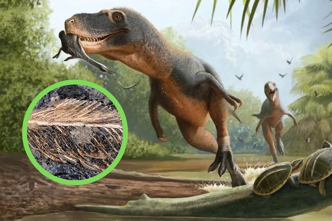 Fosil Popo Dinosaurio