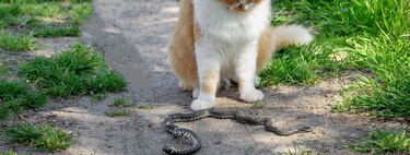 Achávamos que as cobras tinham o ataque mais rápido da natureza até a ciência revelar a vantagem neurológica incrível escondida nos felinos
