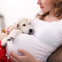 ¿Puede tu perro saber que estás embarazada? Qué dice la ciencia