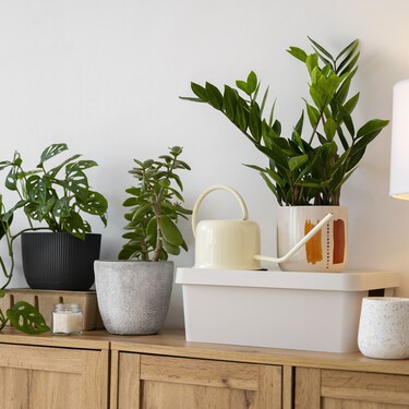 Ya en Lidl una maceta con crisantemos bouquet de distintos colores: cuesta menos de 4 euros