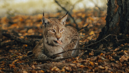 Lince Ibérico