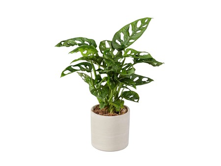 Ficus Philodendro Y Alocasia Lidl