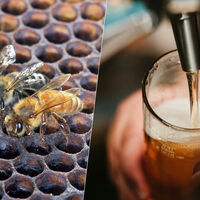 La última idea extrema en la fermentación de cerveza no tiene que ver con el alcohol. Tiene que ver con abejas asesinas
