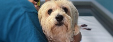 Los veterinarios coinciden: los errores que debes evitar antes de someter a tu mascota a una ecografía 