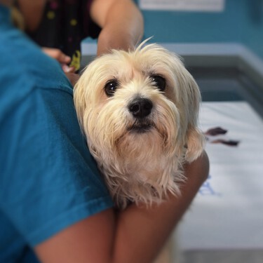 Los veterinarios coinciden: los errores que debes evitar antes de someter a tu mascota a una ecografía 