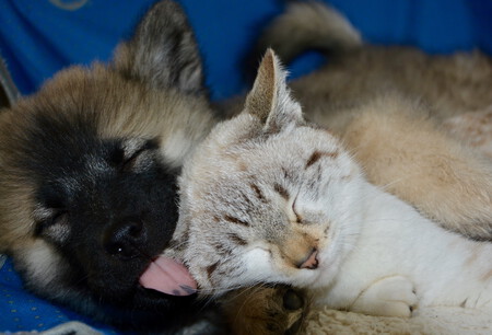 Un cachorro de gato junto a uno de perro