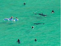De la nube volcánica, a los tiburones de Irlanda 