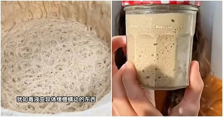 Pet Yeast