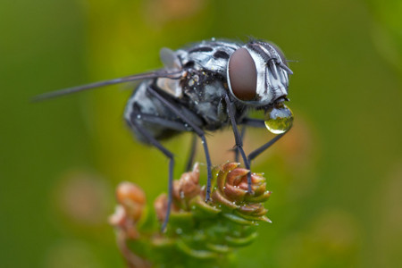 Focus stacking: cómo ampliar la profundidad de campo en fotografía macro (parte I)