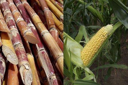 Caña-De-Azucar-Maiz