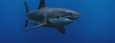 Um mistério que assusta a ciência: o raro predador mais temido dos mares flagrado nadando livremente em águas onde ele não deveria estar 