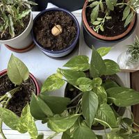 Un jardinero me enseñó el truco para que mis plantas sobrevivan a las vacaciones: es mano de santo