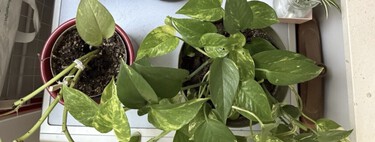 Un jardinero me enseñó el truco para que mis plantas sobrevivan a las vacaciones: es mano de santo