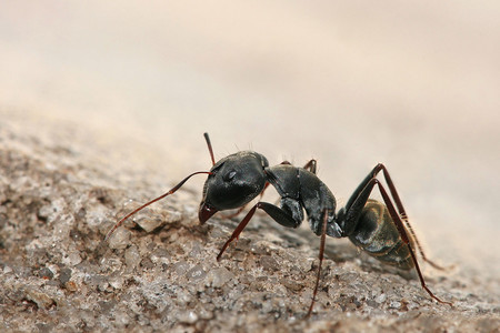 Revisión de cómo los parásitos son capaces de manipular la mente de los insectos