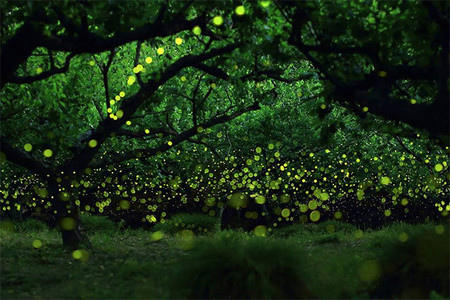 Las espectaculares fotos de luciérnagas de Takaaki Ishikawa
