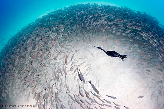 Wildlife Photographer of the Year 2012: Ya se conocen los ganadores ...