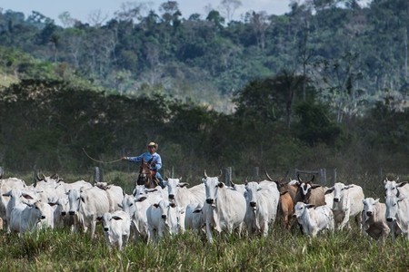 Según el IPCC, para combatir el cambio climático hay que comer menos carne