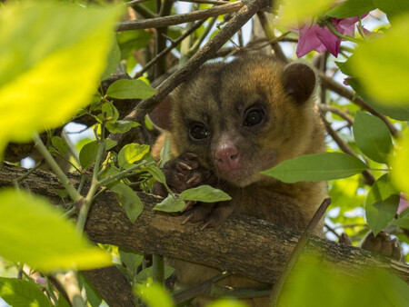 Fauna Sierra Gorda