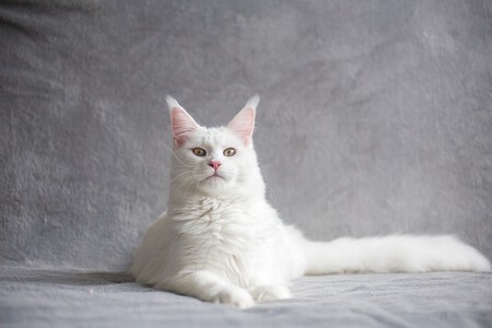 Gato Otitiss