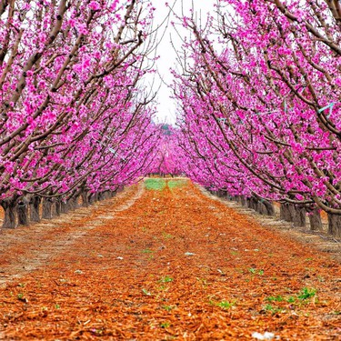 Los almendros tienen más fama, pero la floración de los melocotoneros es igual o más bonita y puede disfrutarse en este pueblo de Murcia