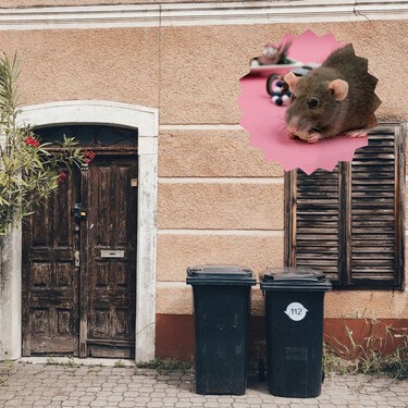 3 plantas para ahuyentar a las ratas de tu casa y colonia: además, decoran y dejan un buen aroma 