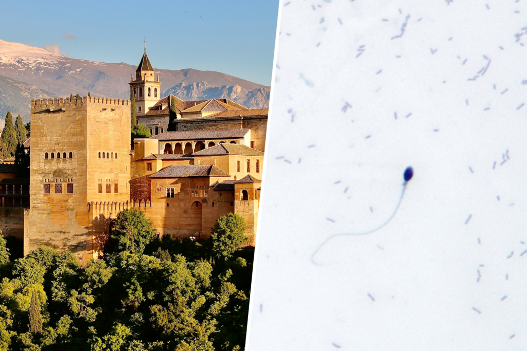 La mitad de todo el semen congelado que producen los hombres españoles sale de una sola ciudad: Granada 