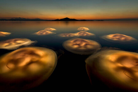 Este “baile de medusas” en el amenazado Mar Menor es la ganadora del premio European Wildlife Photographer of the Year 2021