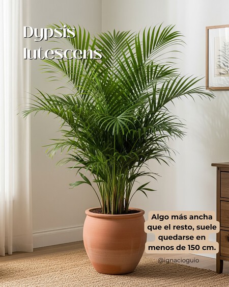 Plantas De Interior Para Esquinas Cuando Ponemos Plantas En Una Esquina Conseguimos Suavizar L 4