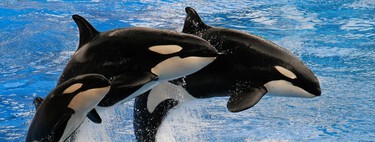 ¿Te imaginas a una madre abandonando a su hija para criar a su hijo? Las orcas lo hacen y te contamos por qué 