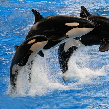 ¿Te imaginas a una madre abandonando a su hija para criar a su hijo? Las orcas lo hacen y te contamos por qué 