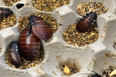 Foto Cucarachas Decomisadas Dcceew