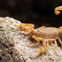 Pelo bem da sua família, não confie apenas neste 'pet': animal inusitado devora escorpiões, mas a ciência explica por que isso deixa sua casa vulnerável 